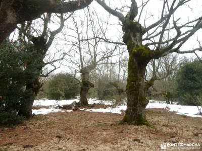 Acebos y Enebral de Prádena; senderismo madrid mayores 50 años montañas de alicante ruta valle de